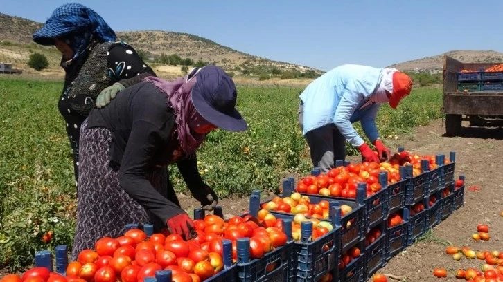 Kilis'te 45 derece sıcaklık altında domates hasadı