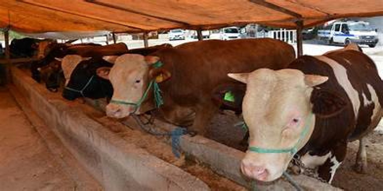 Şap hastalığı dolayısıyla 6 ilde kapatılan hayvan pazarları açılacak