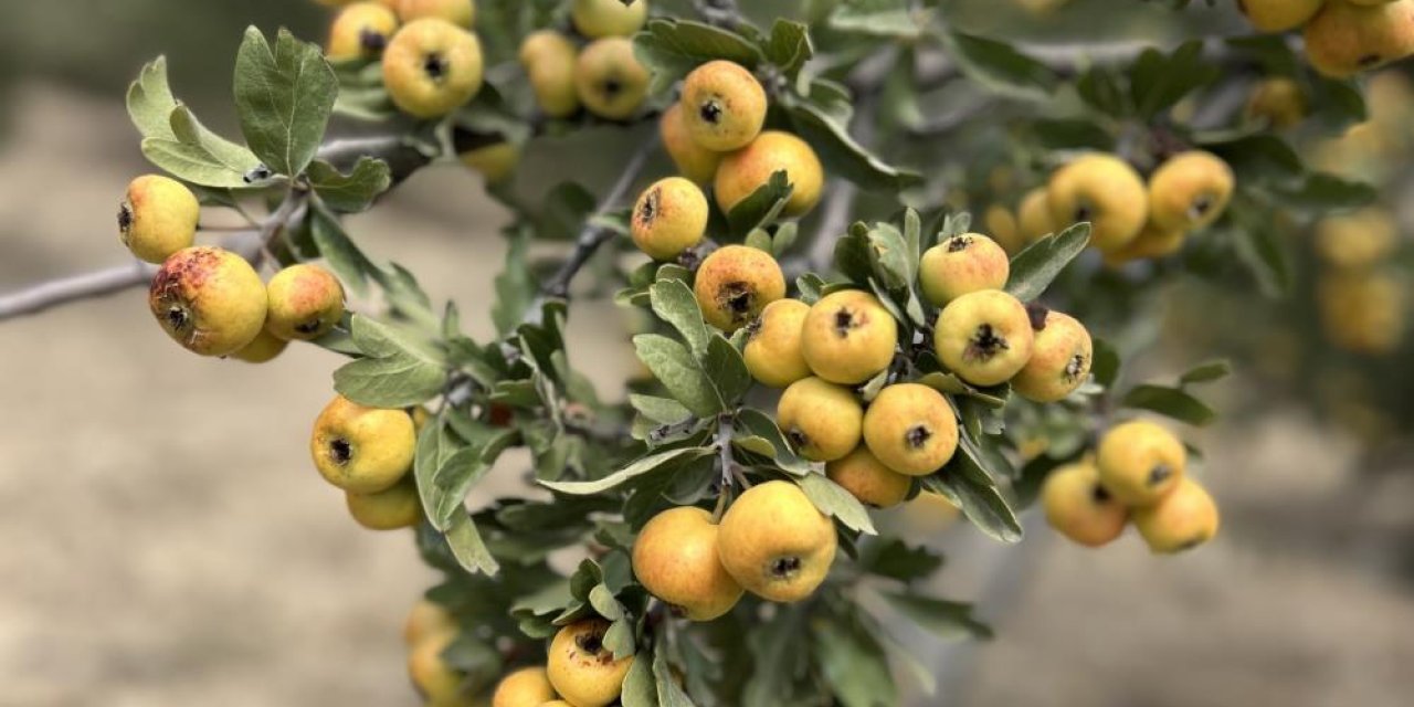 Alıçta hasat başladı: Kilogram fiyatı 200 TL'den alıcı buluyor