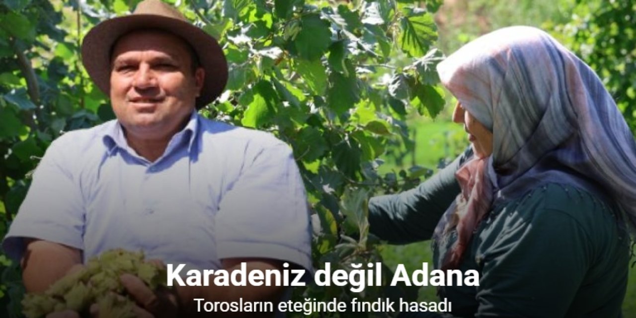 Torosların eteğinde fındık hasadı Karadeniz’i aratmıyor başladı