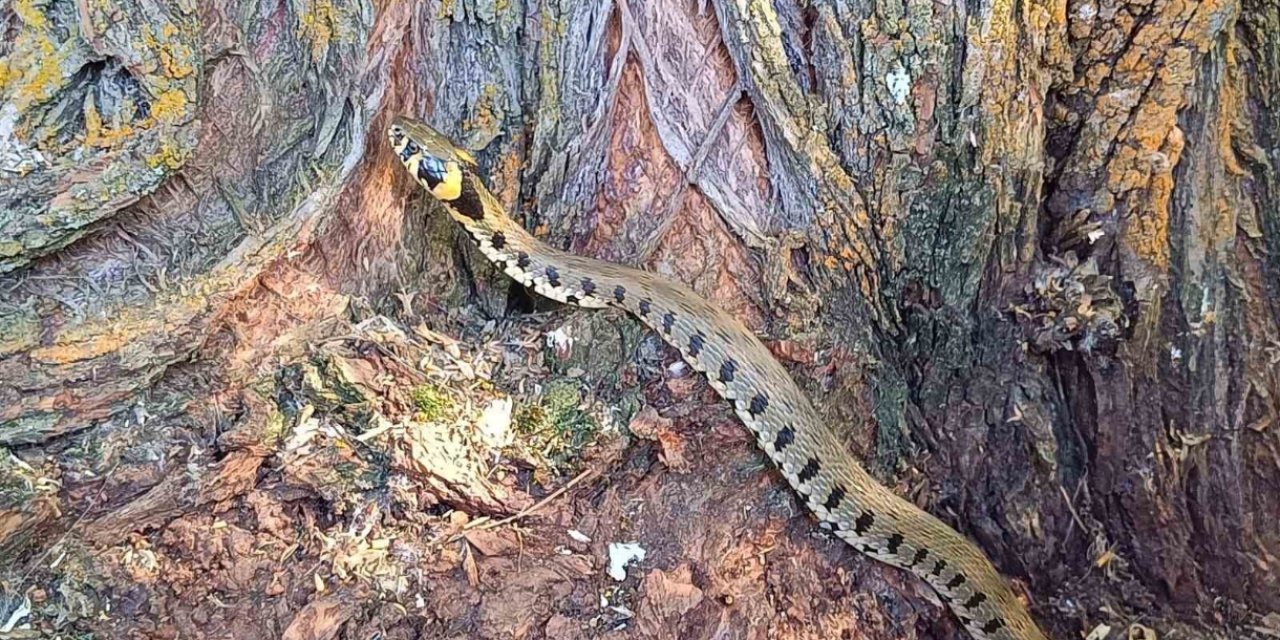 Küpeli su yılanı Tercan’da görüntülendi