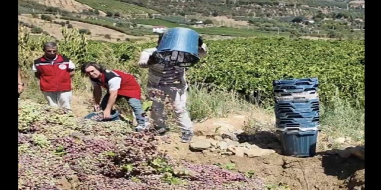 Yasaklı tarım ilacı kullanılan tonlarca üzüm imha edildi