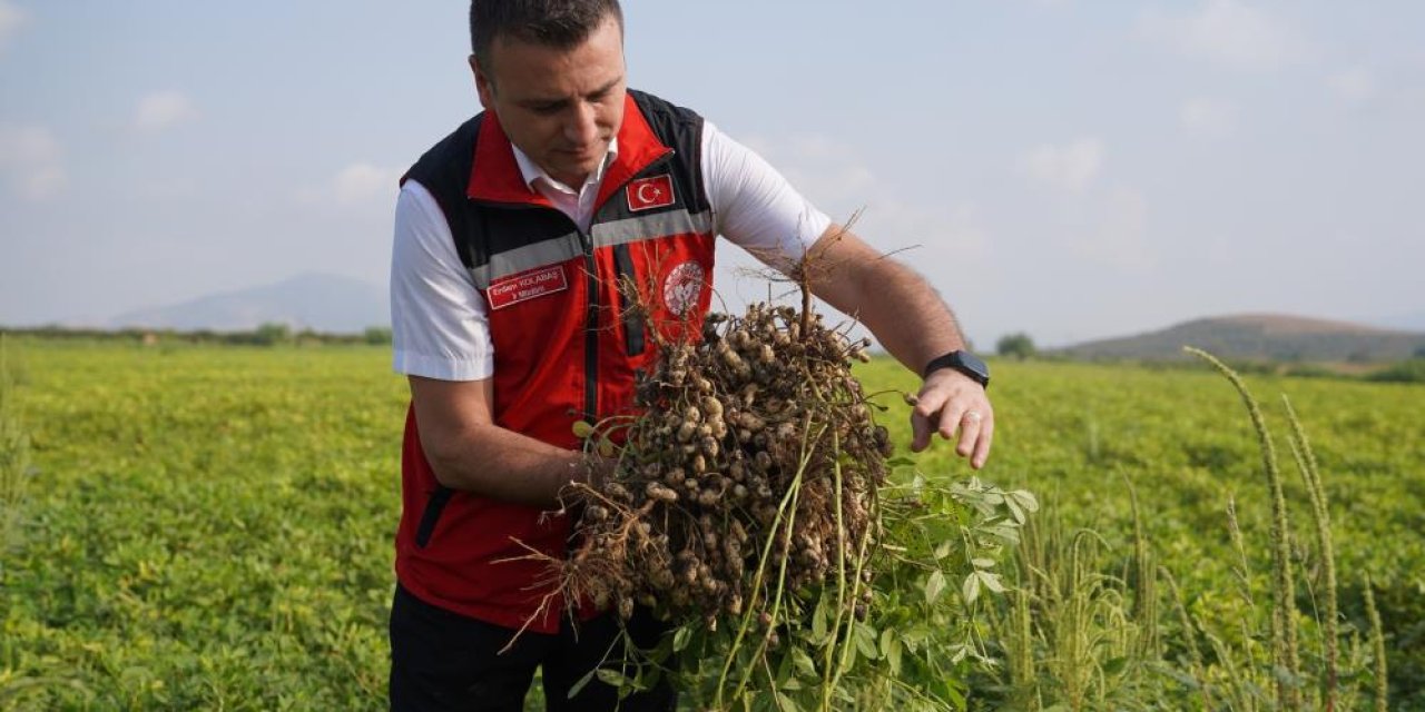 Osmaniye'de yer fıstığı hasadı başladı