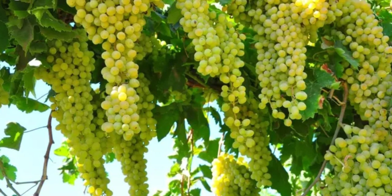 Çiftçi üzümü hasada kadar kuşlardan koruyor