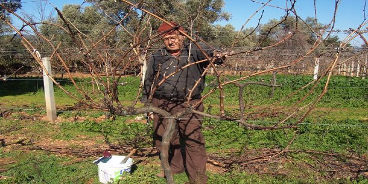Ekim ayında budanan ağaçlardan mucize büyüme