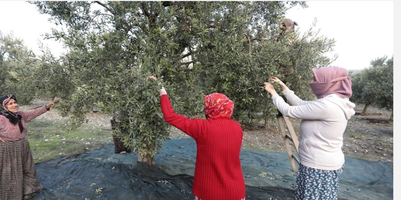 Zeytin ve Zeytinyağı Rekolte Tahmin Toplantısı gerçekleştirildi
