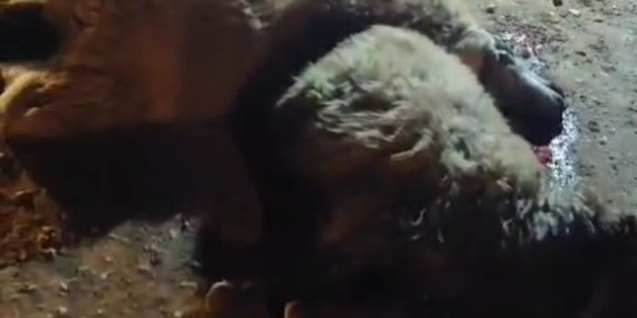 Malatya'da hız yapan Tır, 13 küçükbaş hayvanı telef etti