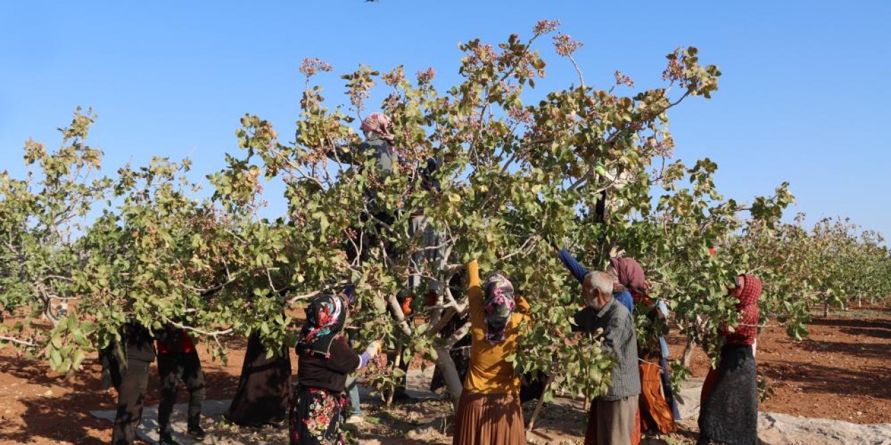 Zirai don, kuraklık ve yok yılı Antep fıstığı rekoltesini düşürdü