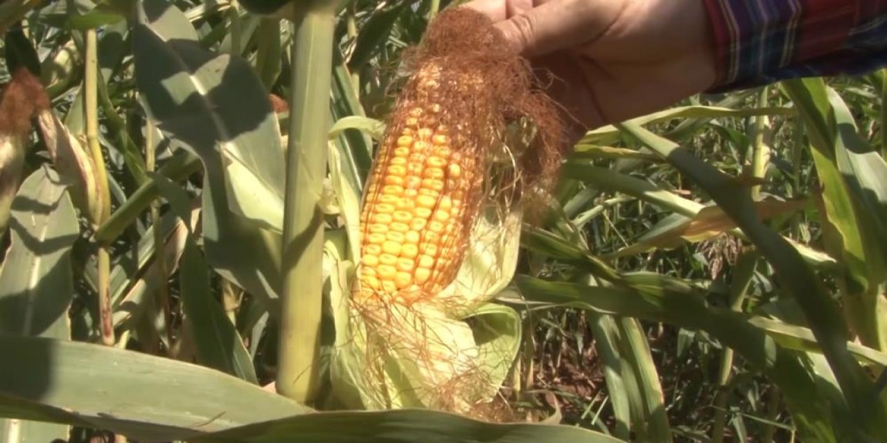 Çiftçiye kazandıran yöntem: Anız yakmadan rekor verim elde edildi