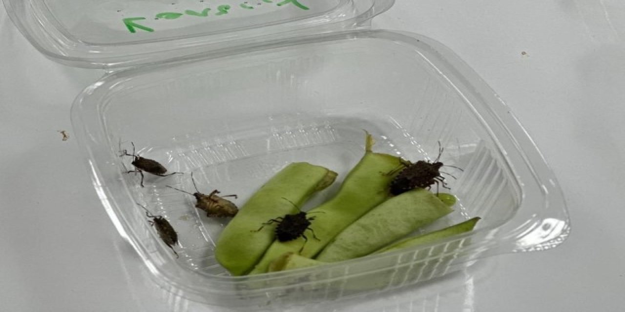 Uzman uyardı: Kokarca sayısı zirvede