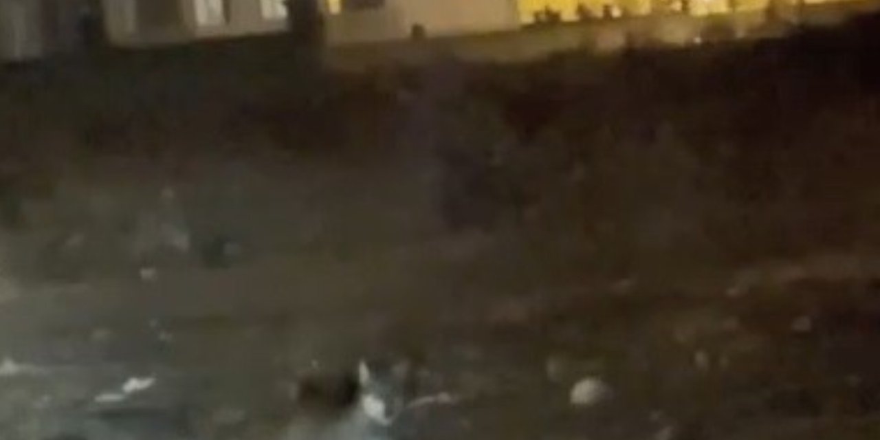 Kars'ta, Kurt şehir merkezine indi