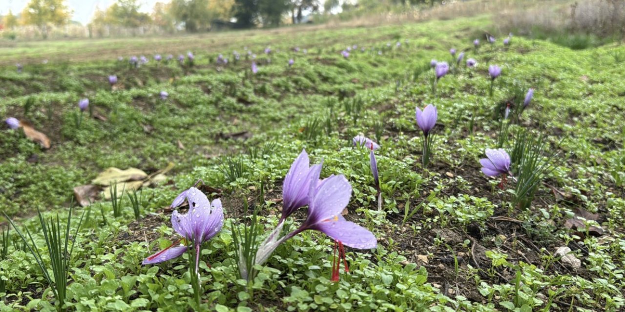 Dünyanın en pahalı baharatı gramı servet değerinde