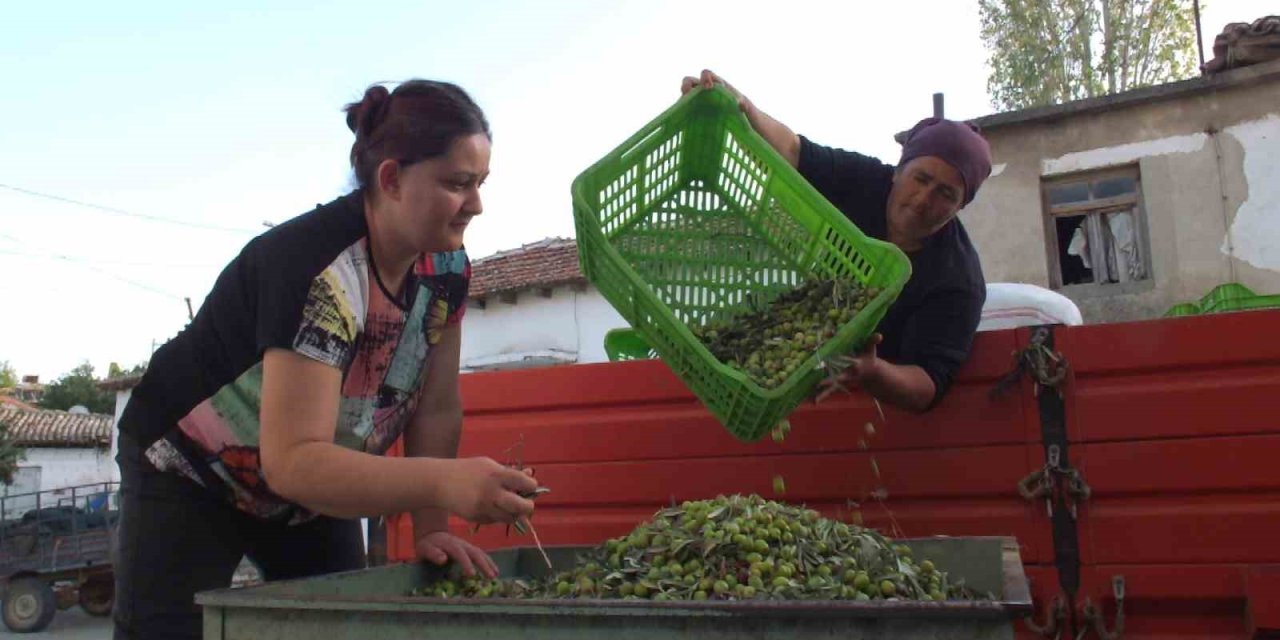 Zeytin üretici Balıkesir’de hasada başladı