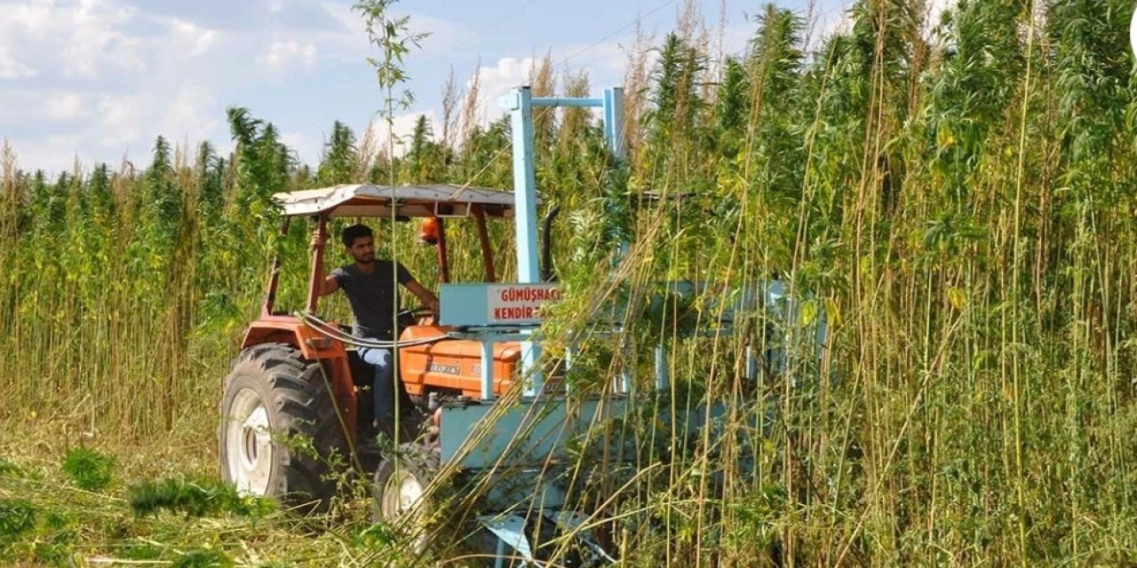 Amasya’da kenevirde hayal kırıklığı yaşanıyor