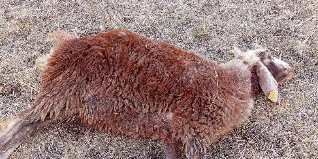 Erzurumda kurtlar sürüye saldırdı