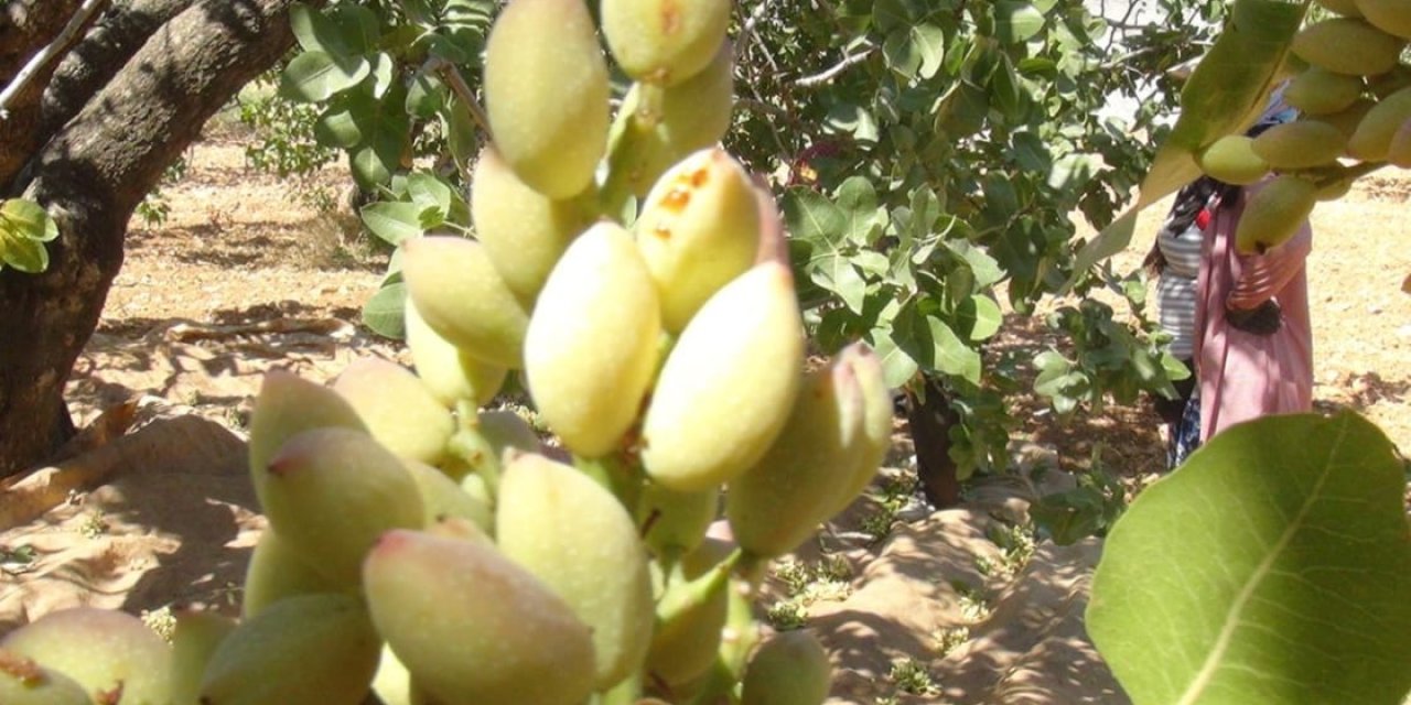 Donda mağdur olan Gaziantepli çiftçiler halen destek bekliyor
