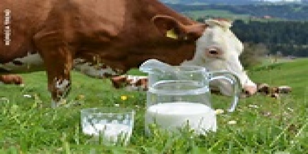 İnek sütü masum değil! Uzmanlardan ebeveynlere kritik uyarı