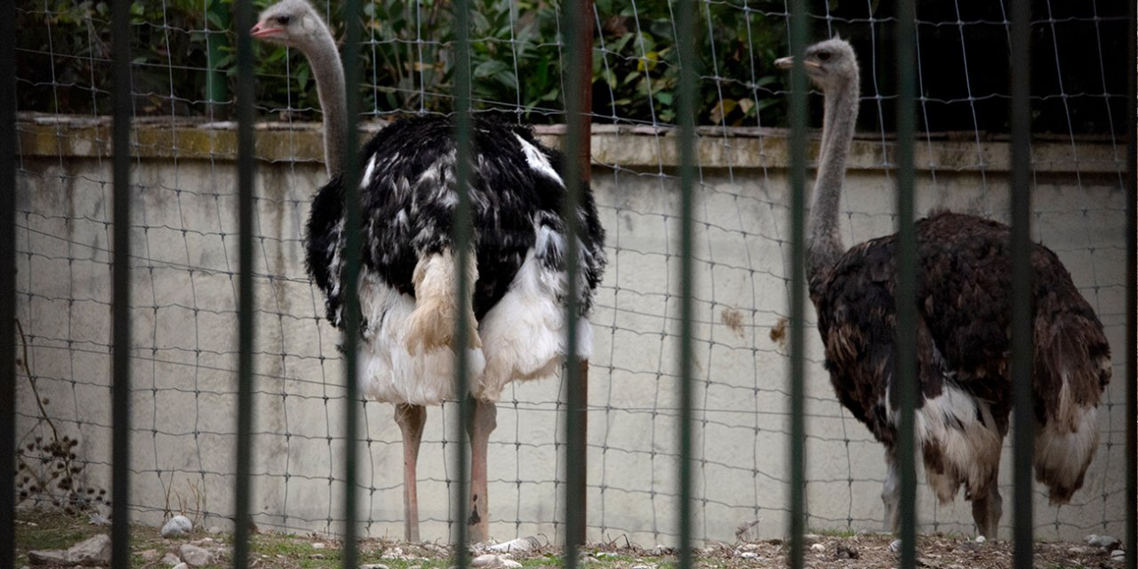 Avrupa'da kuş gribi alarmı!