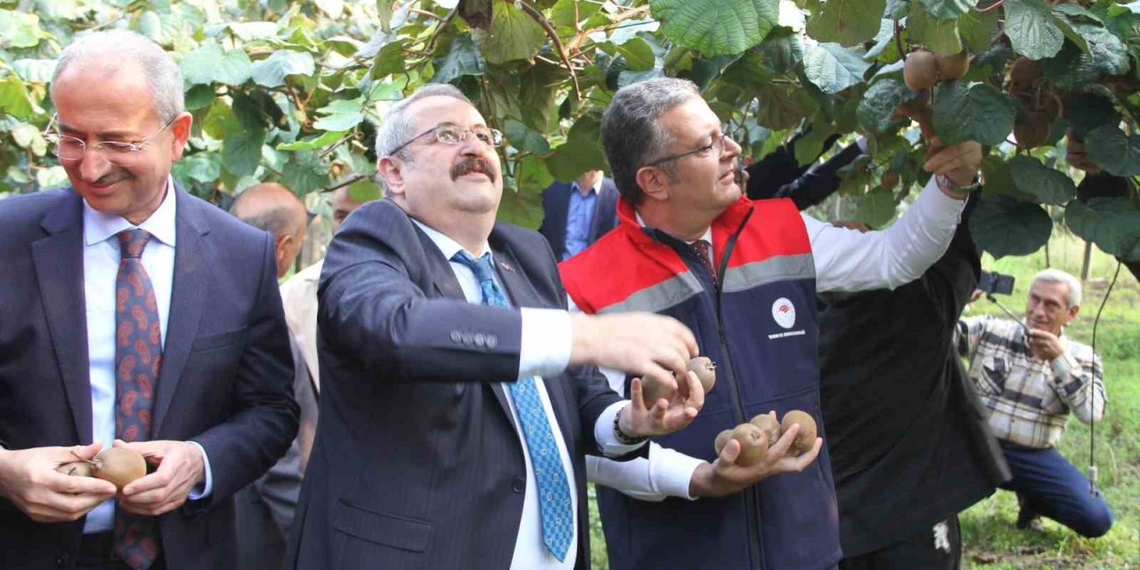 Samsun’da Kivi Hasatı üreticiyi sevindiriyor