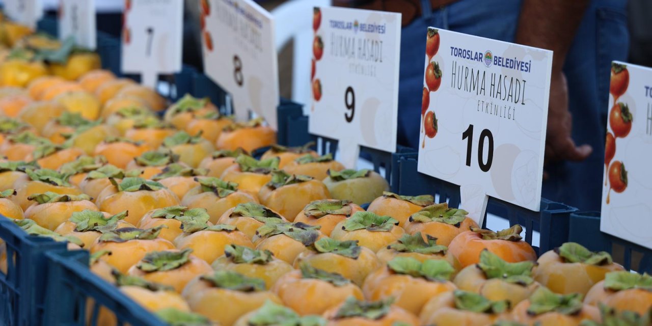 Toroslar'da hurma hasadı etkinliği, yoğun ilgi gördü