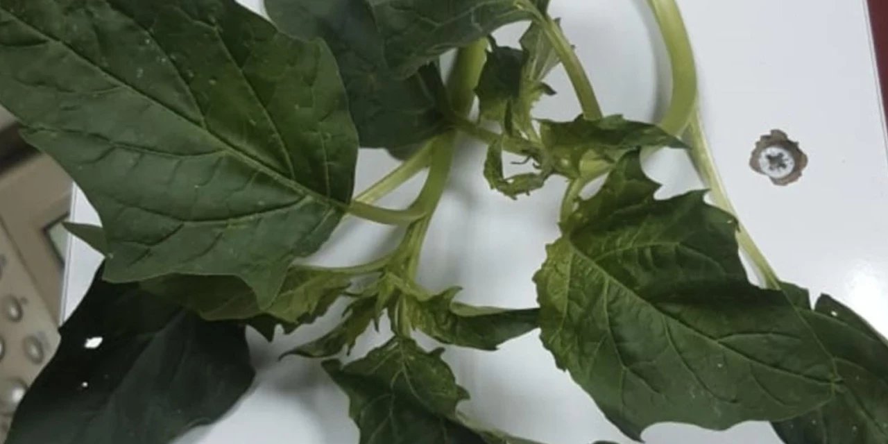 Ispanak sandıkları ot, 'güzel avrat otu' çıktı: 11 kişi zehirlendi