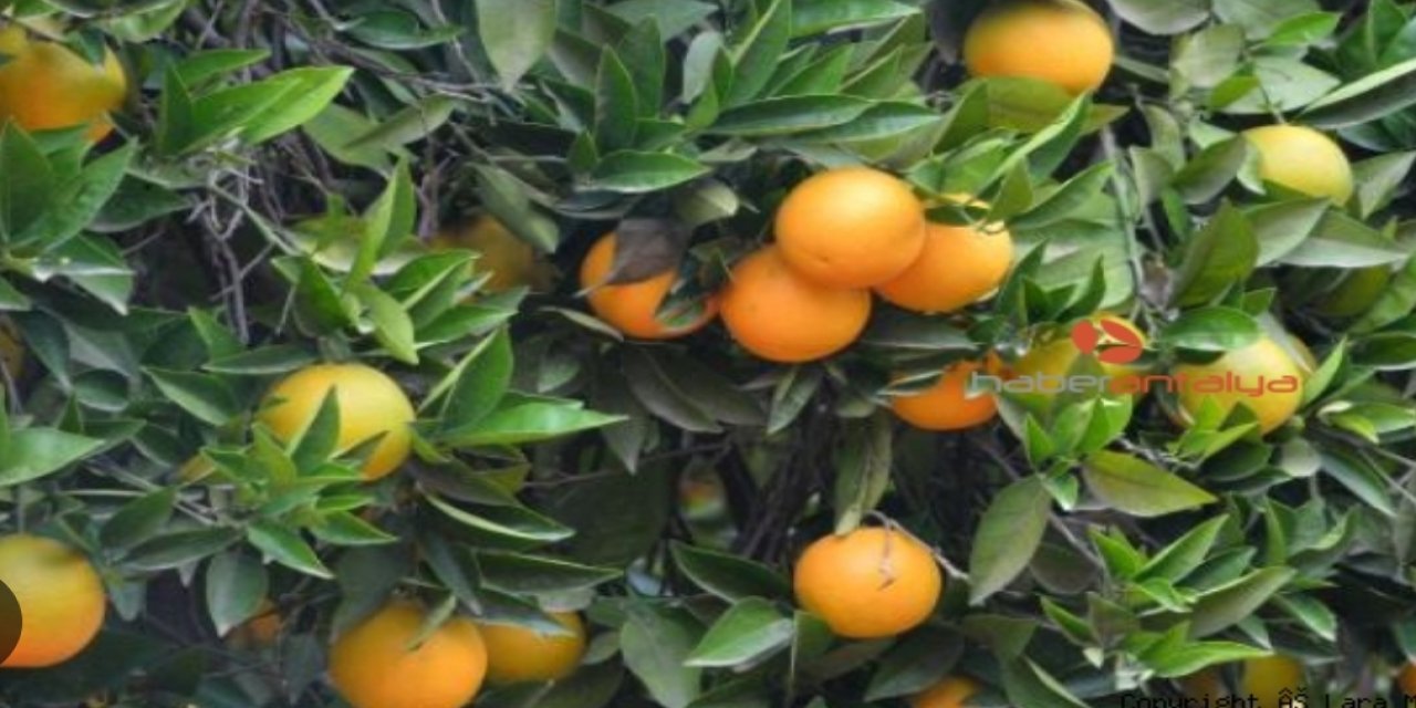 Akdeniz meyve sineği narenciye hasadıyla çoğaldı