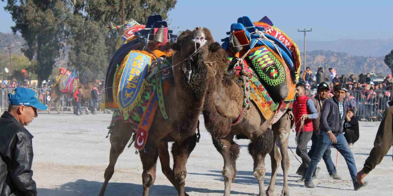 Aydın’da deve güreşleri ertelendi