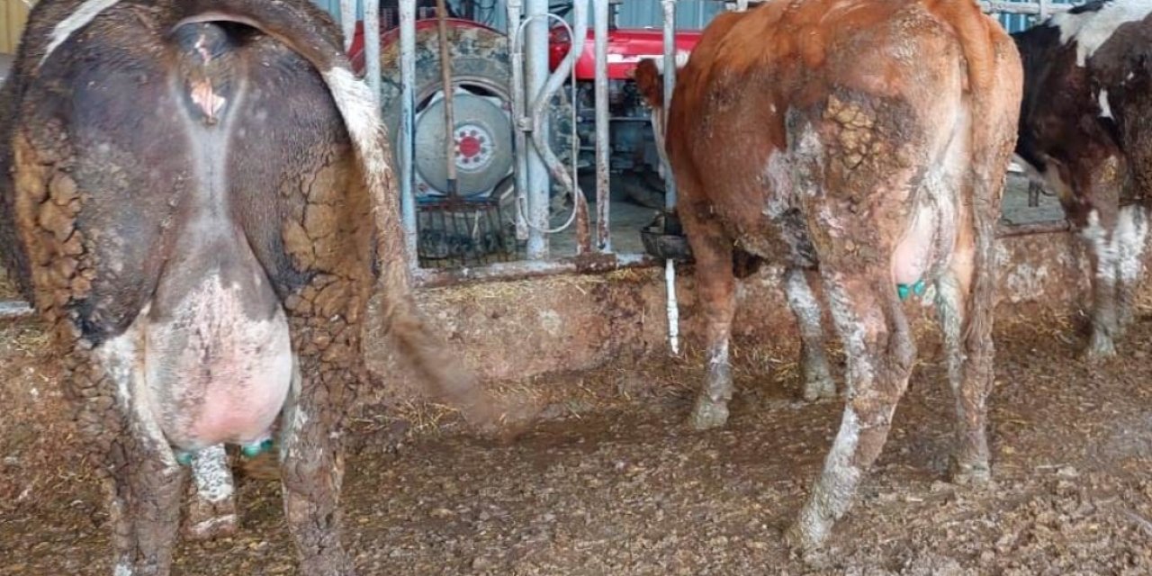 Şap alarmı, 3 köy karantinada, 18 mahalle gözetim altında