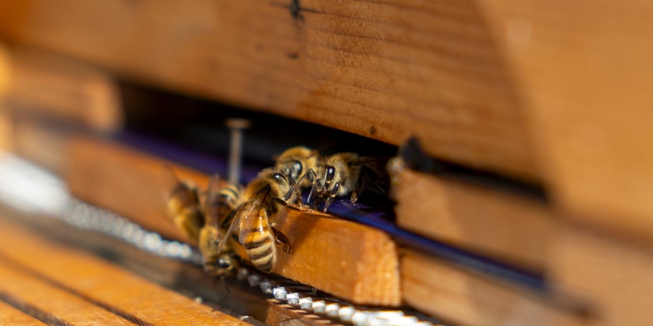 Türkiye’de bir ilk: Yenişehir Belediyesi Arı Merasıyla öncü oldu