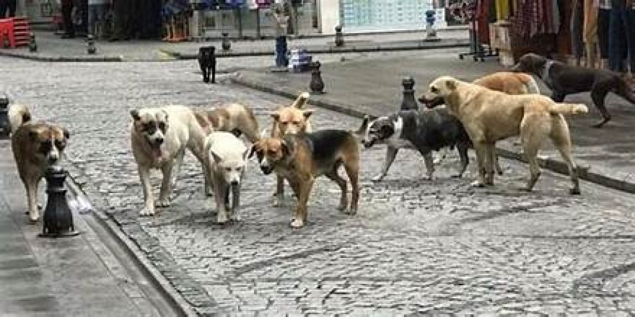 Sokak köpeklerini beslemek yasaklandı