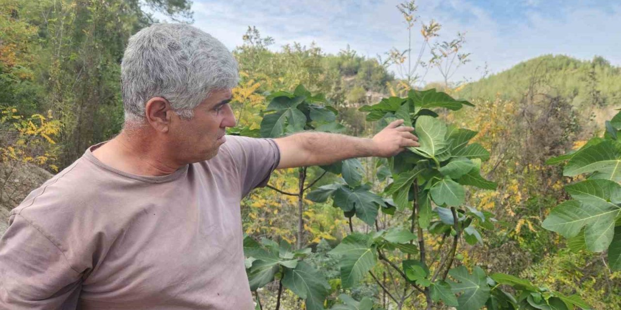 Osmaniye de incir ağaçları meyve verdi