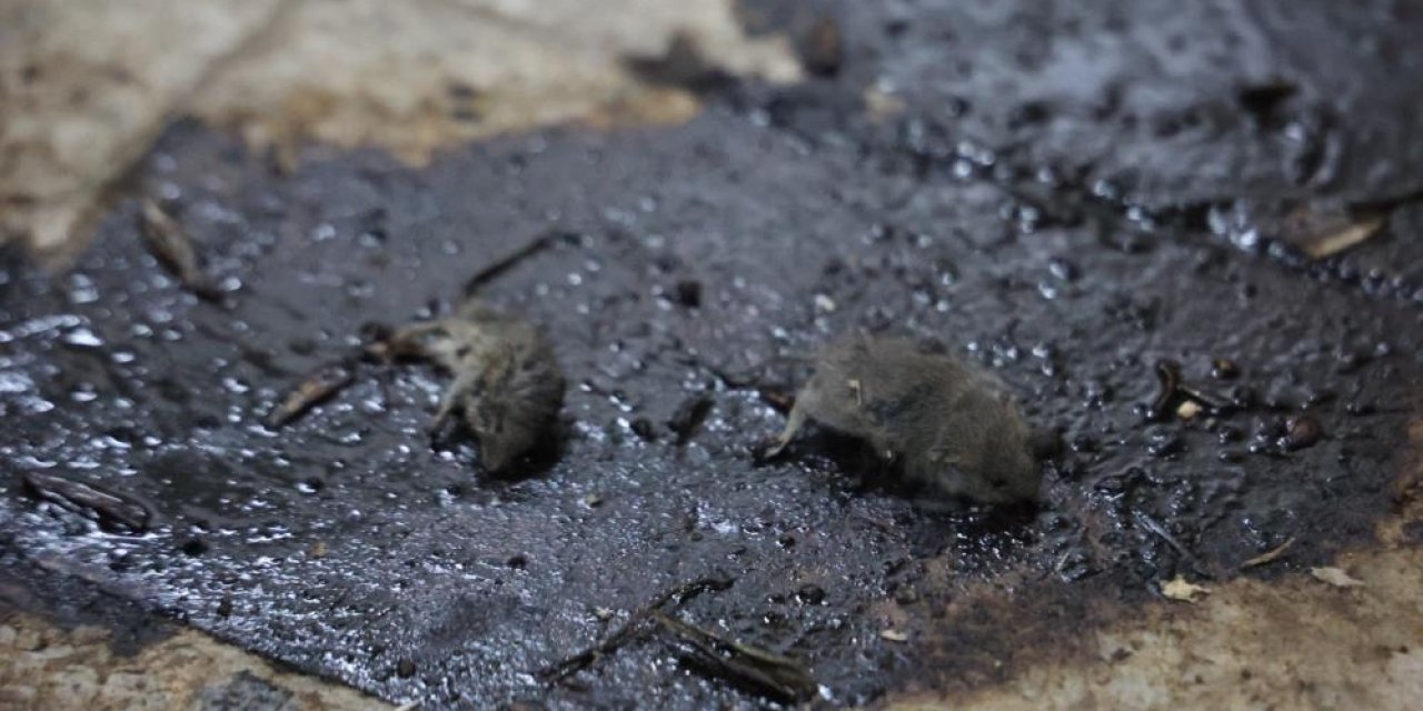 Gıda güvenliğinde hijyen faciası, üretimde fare skandalı