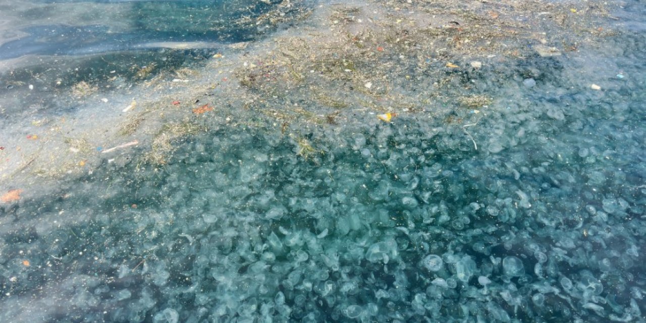 Üsküdar sahilinde binlercesi kıyıya vurdu