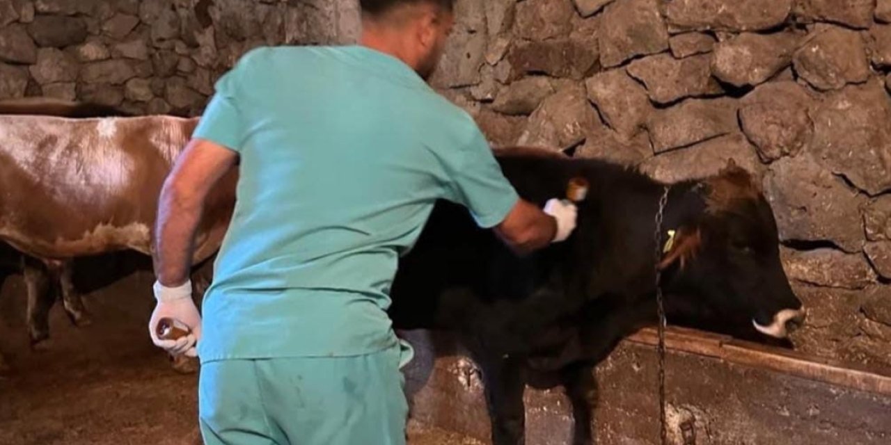 Büyükbaş hayvanlar Şap hastalığına karşı aşılanıyor