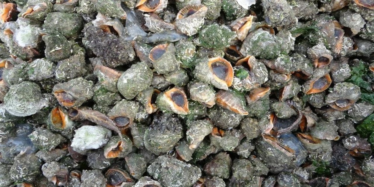 Karadeniz için en büyük tehdit: "Deniz salyangozu ve taraklı medüz"