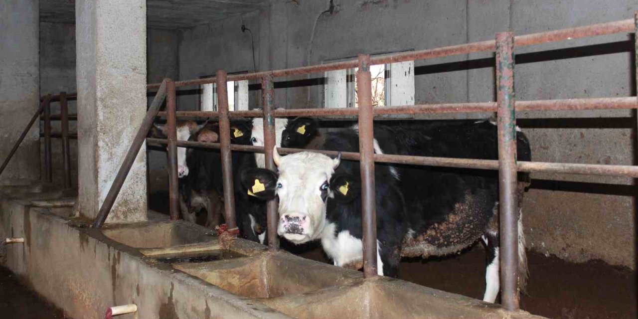 Siirt’te hayvanları telef olan besicinin zararı 8 milyon