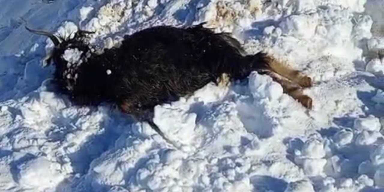 Batman’da ağıla çığ düştü: 45 küçükbaş hayvan telef oldu