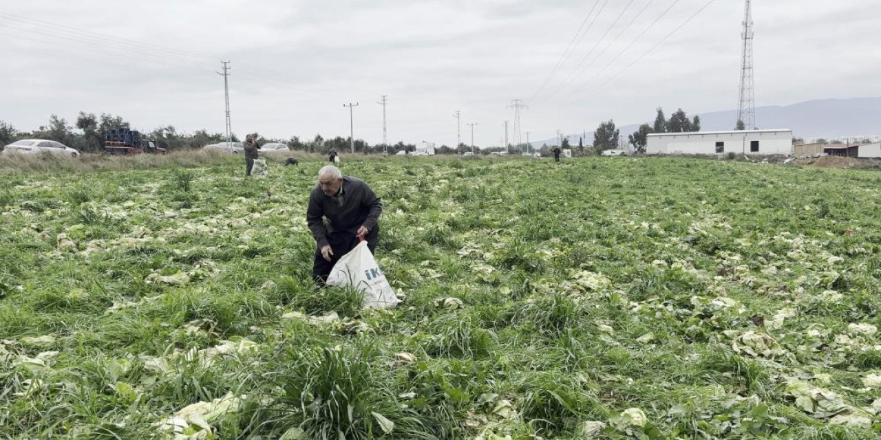 Çiftçinin çaresiz kararı: toplama maliyet belini büktü marulu bedava verdi