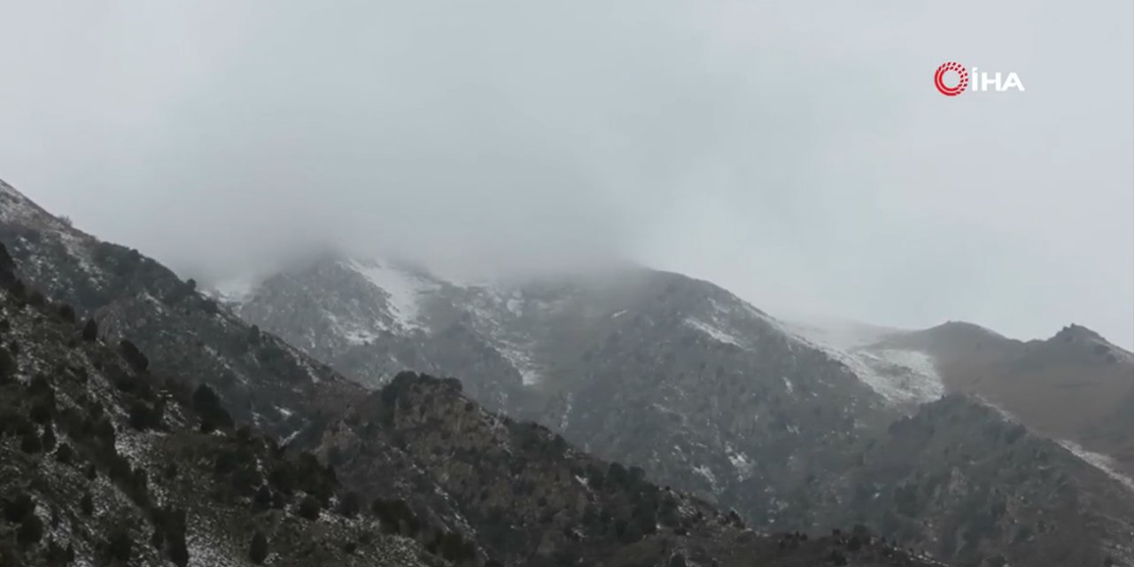 Şırnak’ta bal arıları çığ altında kaldı
