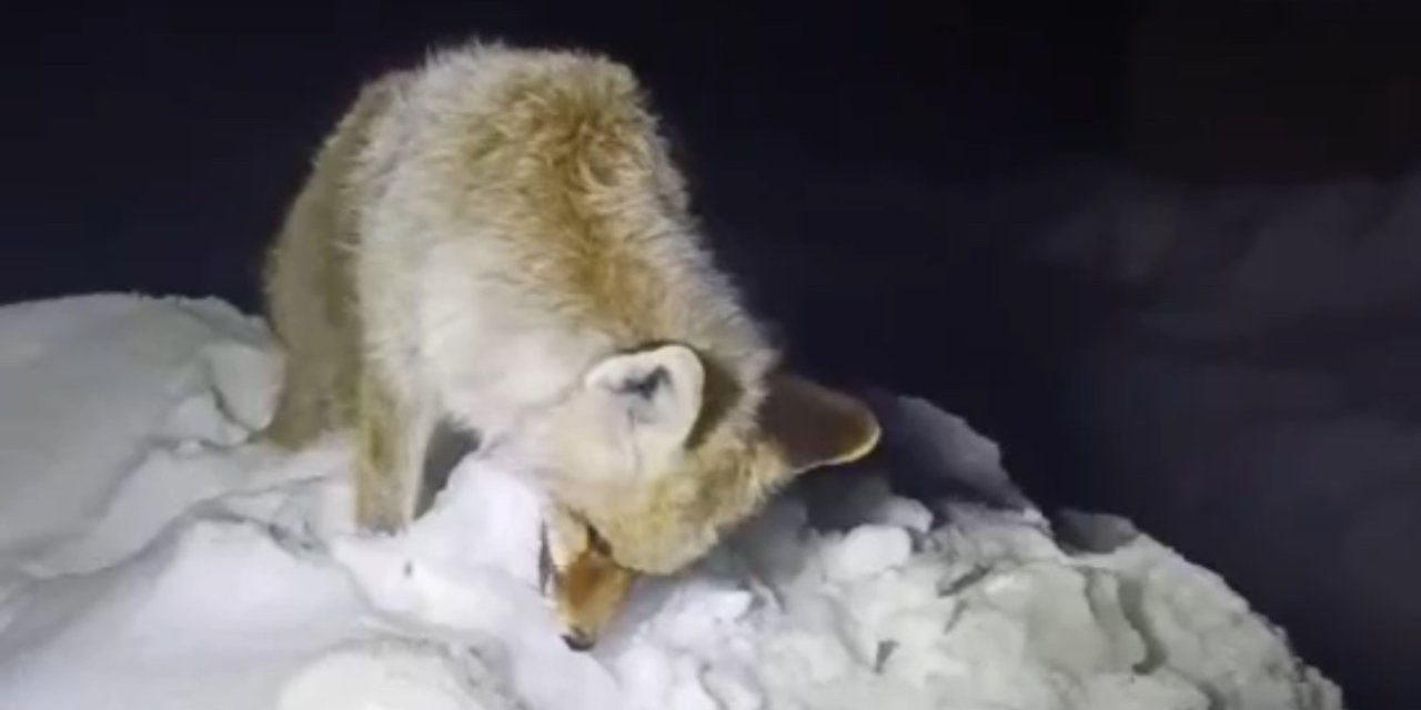 Yüksekova’da Sibirya soğukları, Tilki ayakta dondu