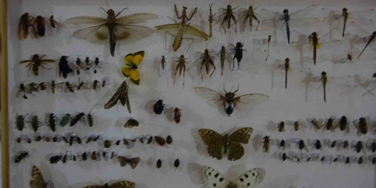 Böcek Müzesi 30 bin örnekle bilime katkı sunuyor