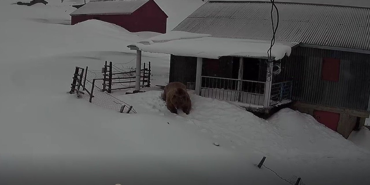Sis Dağı’nın davetsiz misafiri Koca ayı
