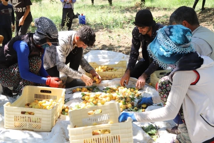 Malatya Arguvan’da kayısı hasadı devam ediyor