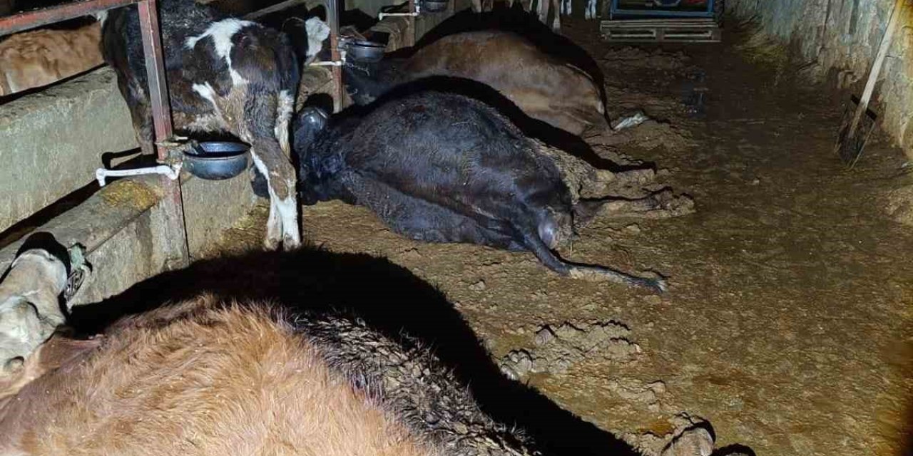 Elektrik kaçağından 8 büyükbaş hayvanı öldü