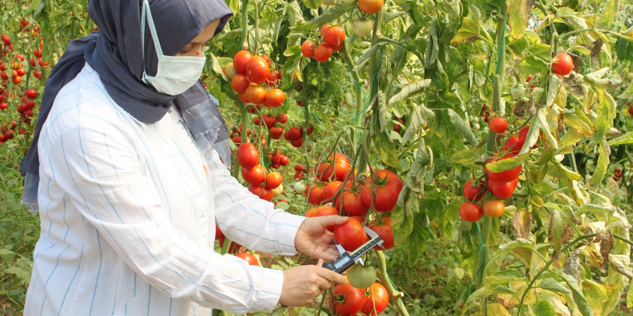 Domates üretimine bilimsel destek