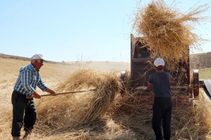 Erzurum'da 36 derecede hayvanlar için kışlık yem hazırlığı