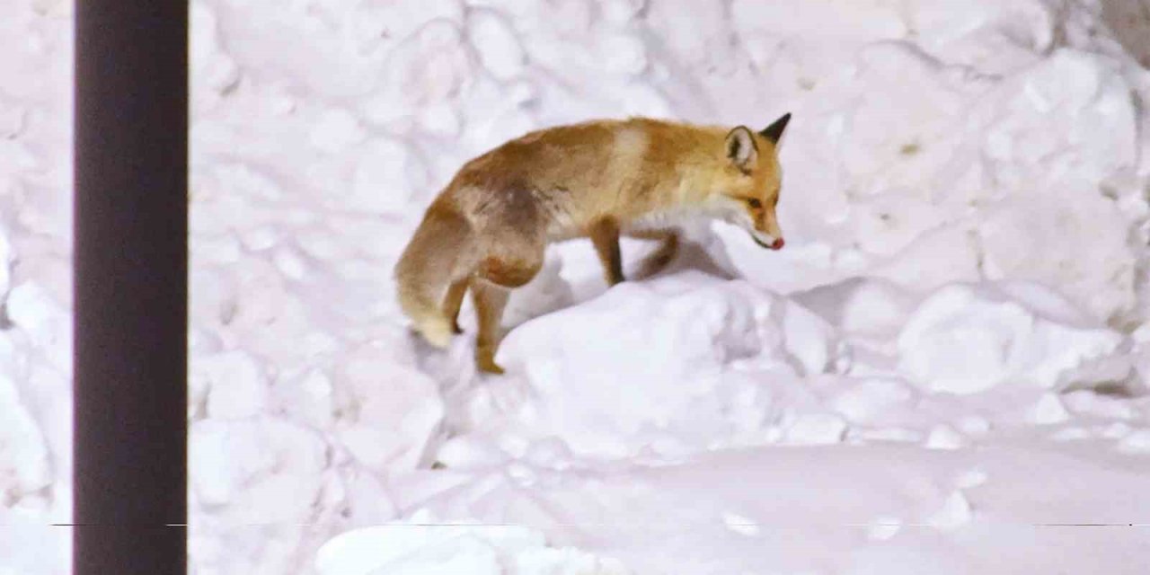 Tilkilerin sevimli halleri kameralara yansıdı