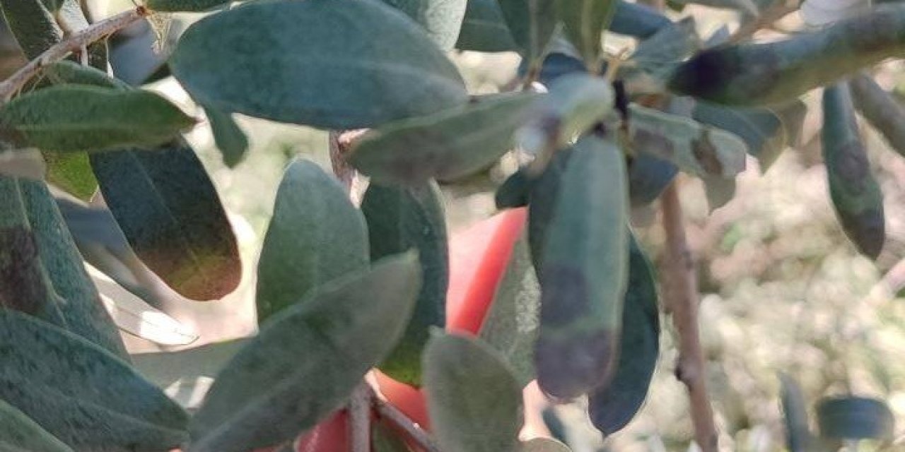 Zeytin üreticilerine halkalı leke uyarısı