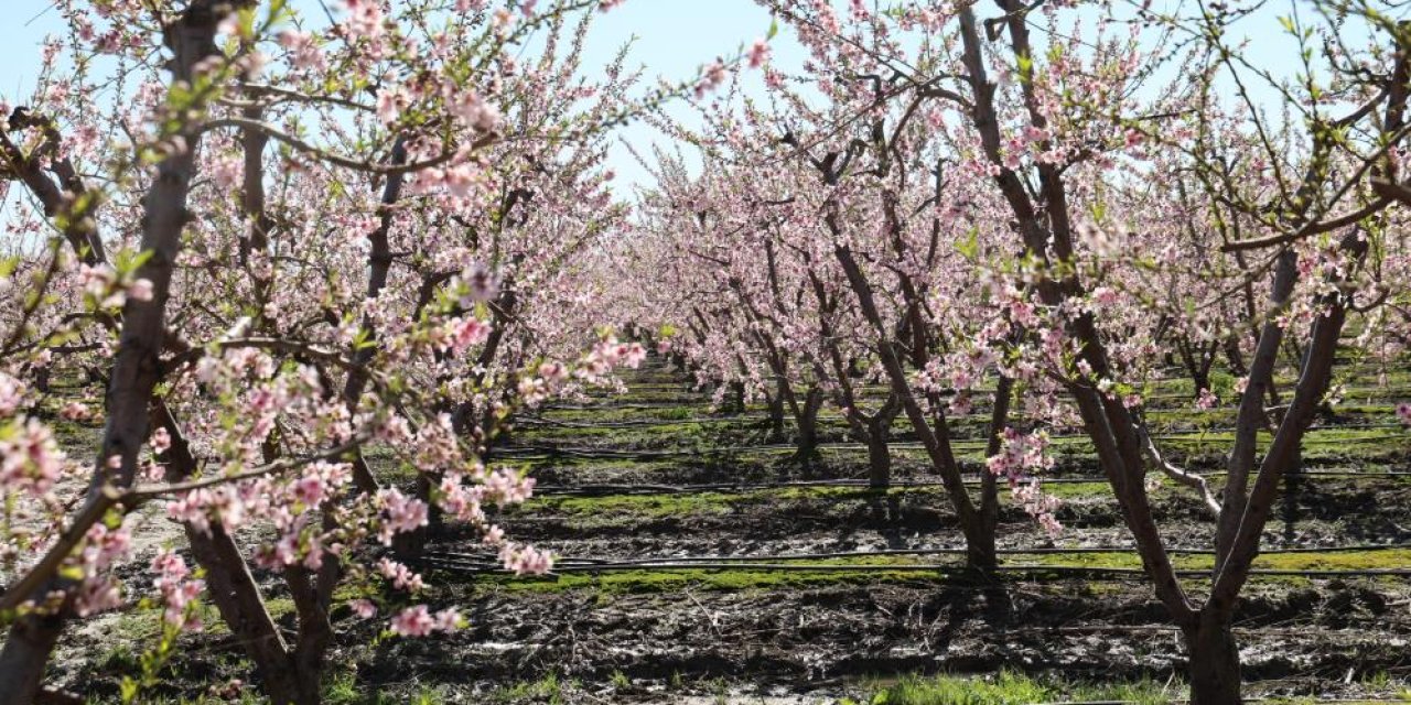 Şeftali ağaçları çiçek açtı
