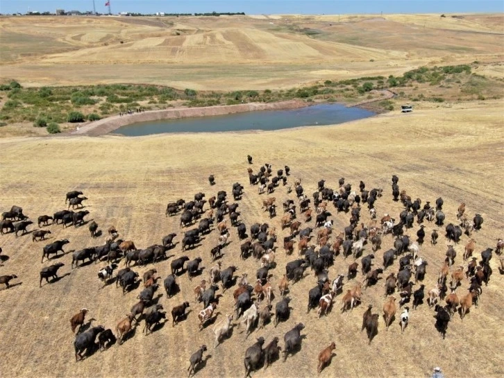 Diyarbakır’da Afrika’yı aratmayan görüntü